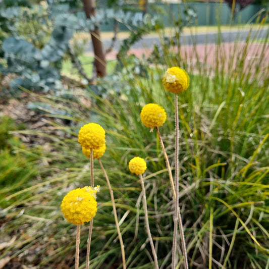 Billy Buttons 100mm