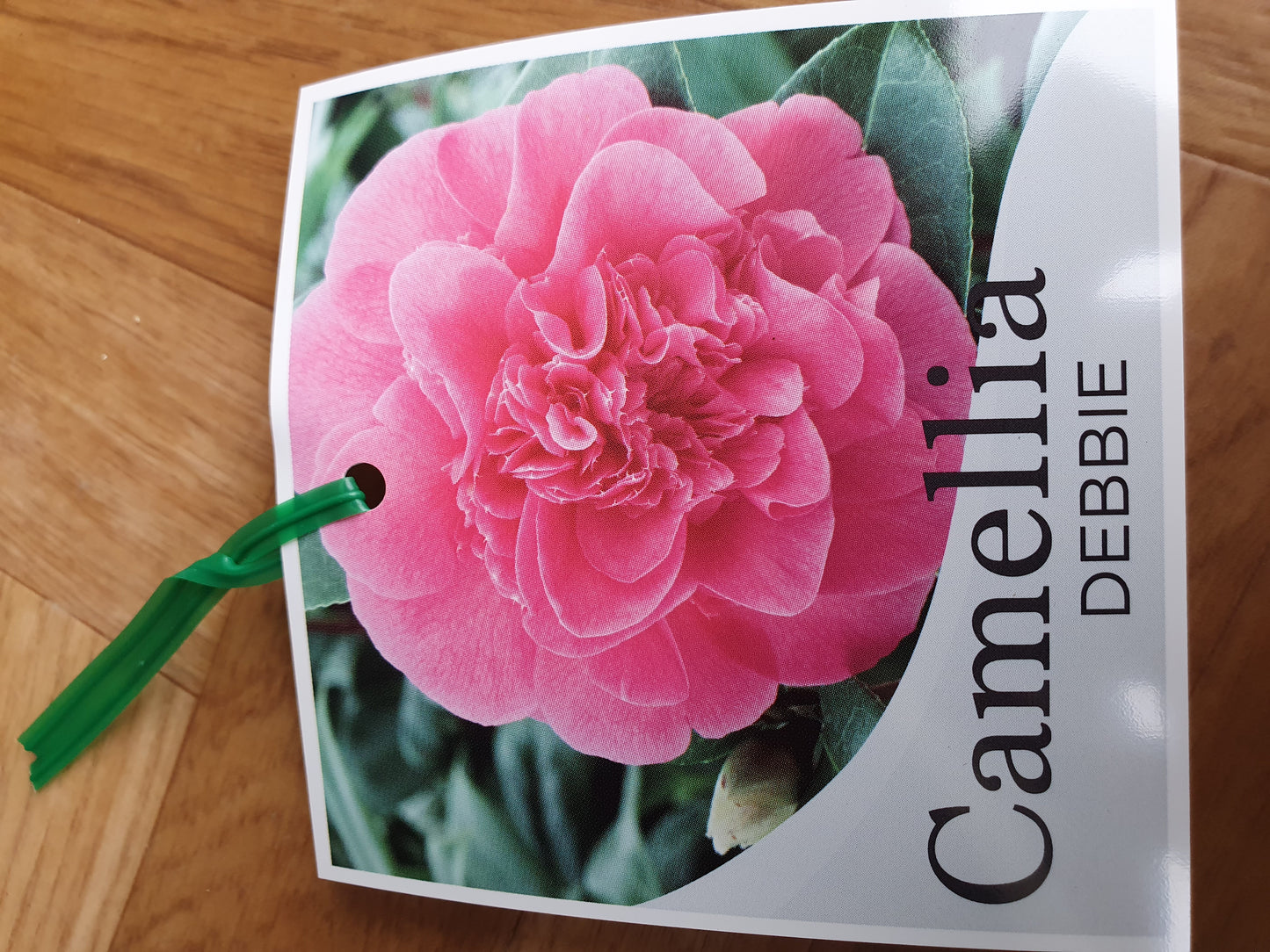 Camellia japonica Debbie