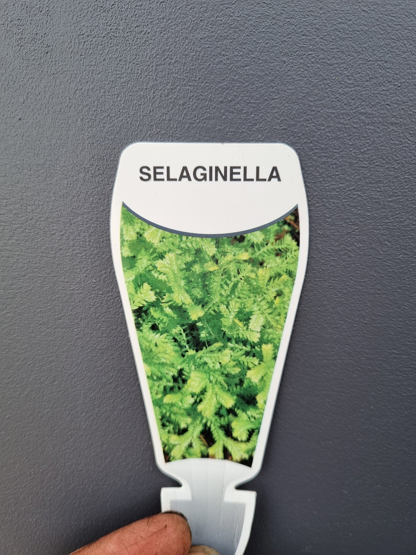 Selaginella- club moss