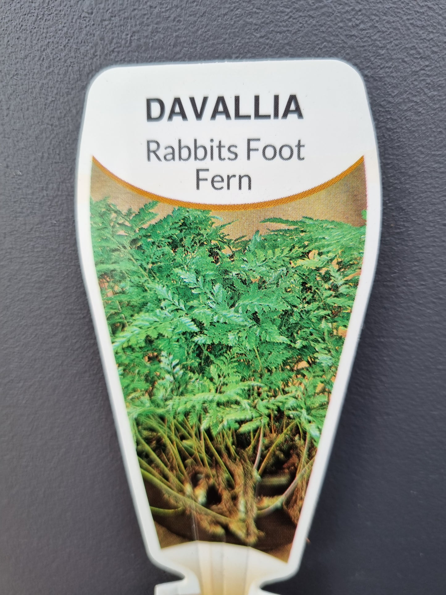 Rabbits Foot Fern- Davallia