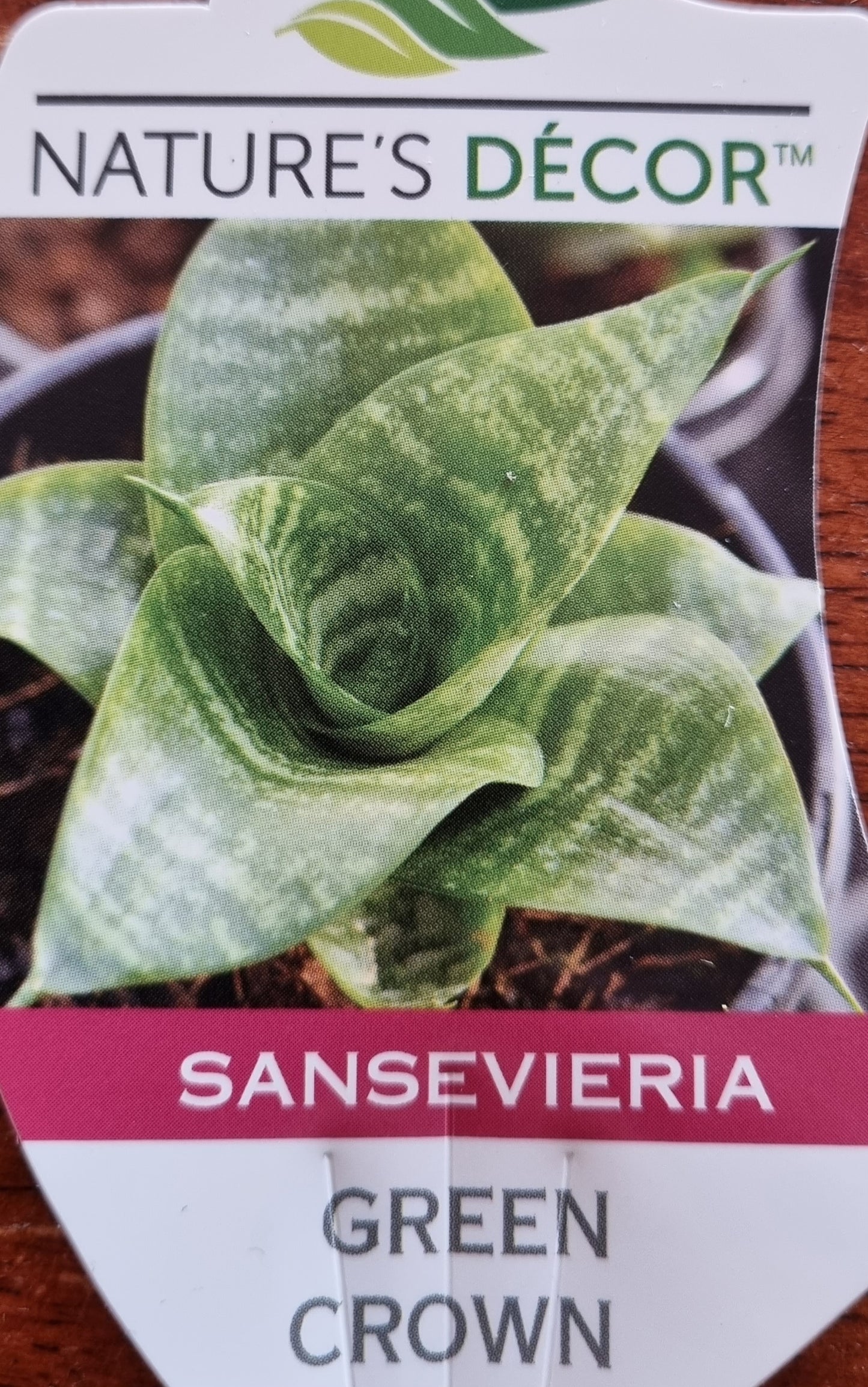 Sansevieria 'Green Crown'