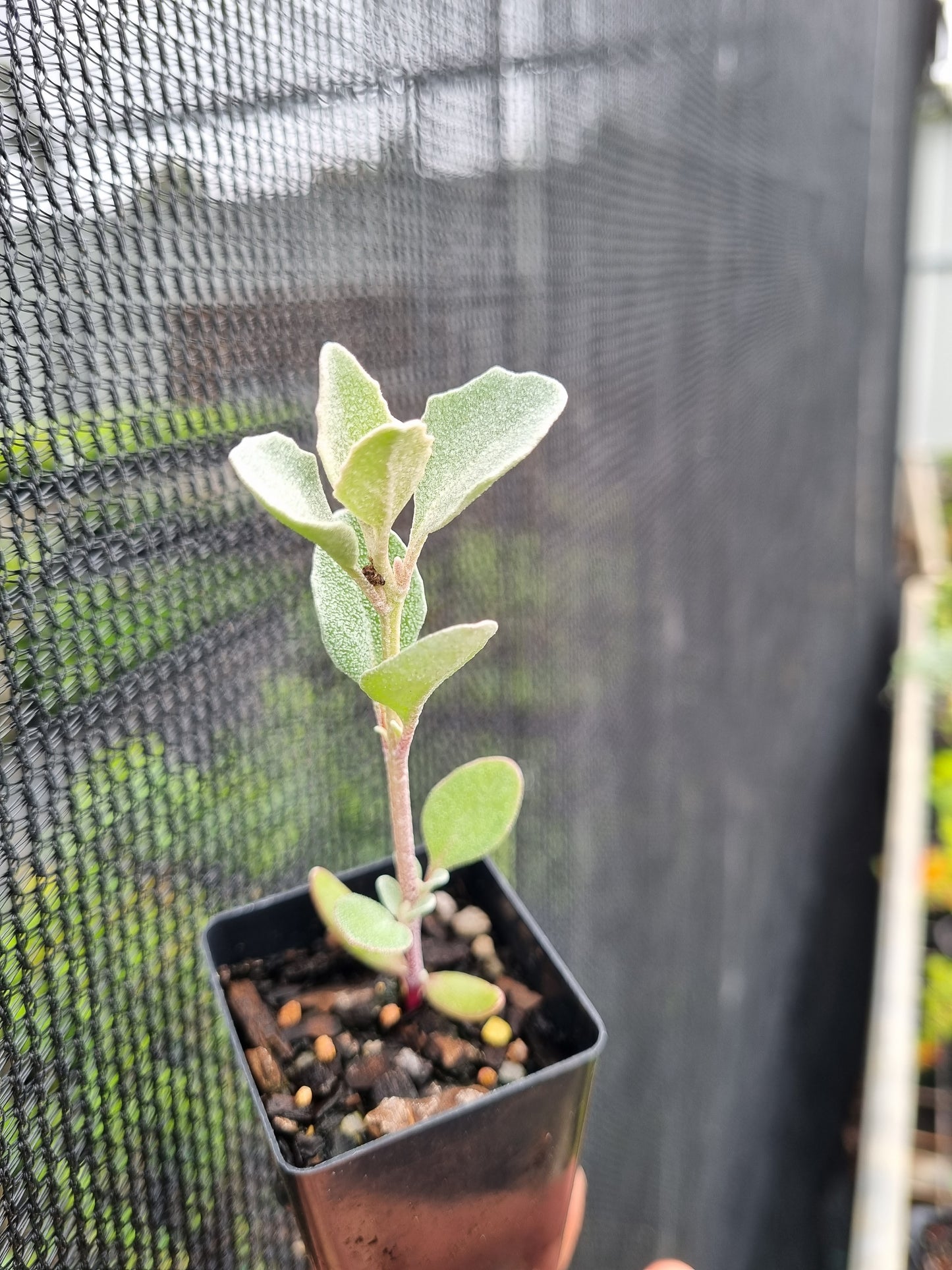 Salt Bush- coastal