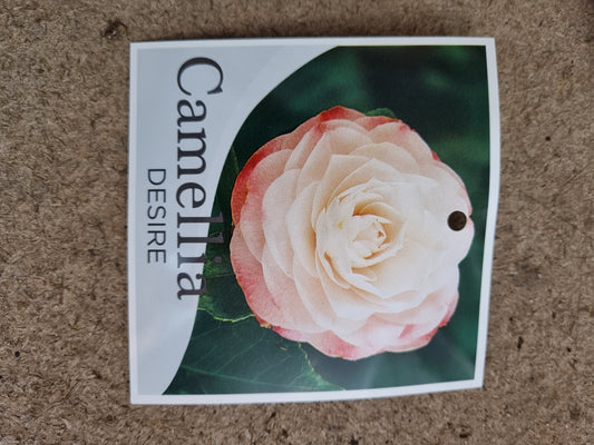 Camellia japonica Desire
