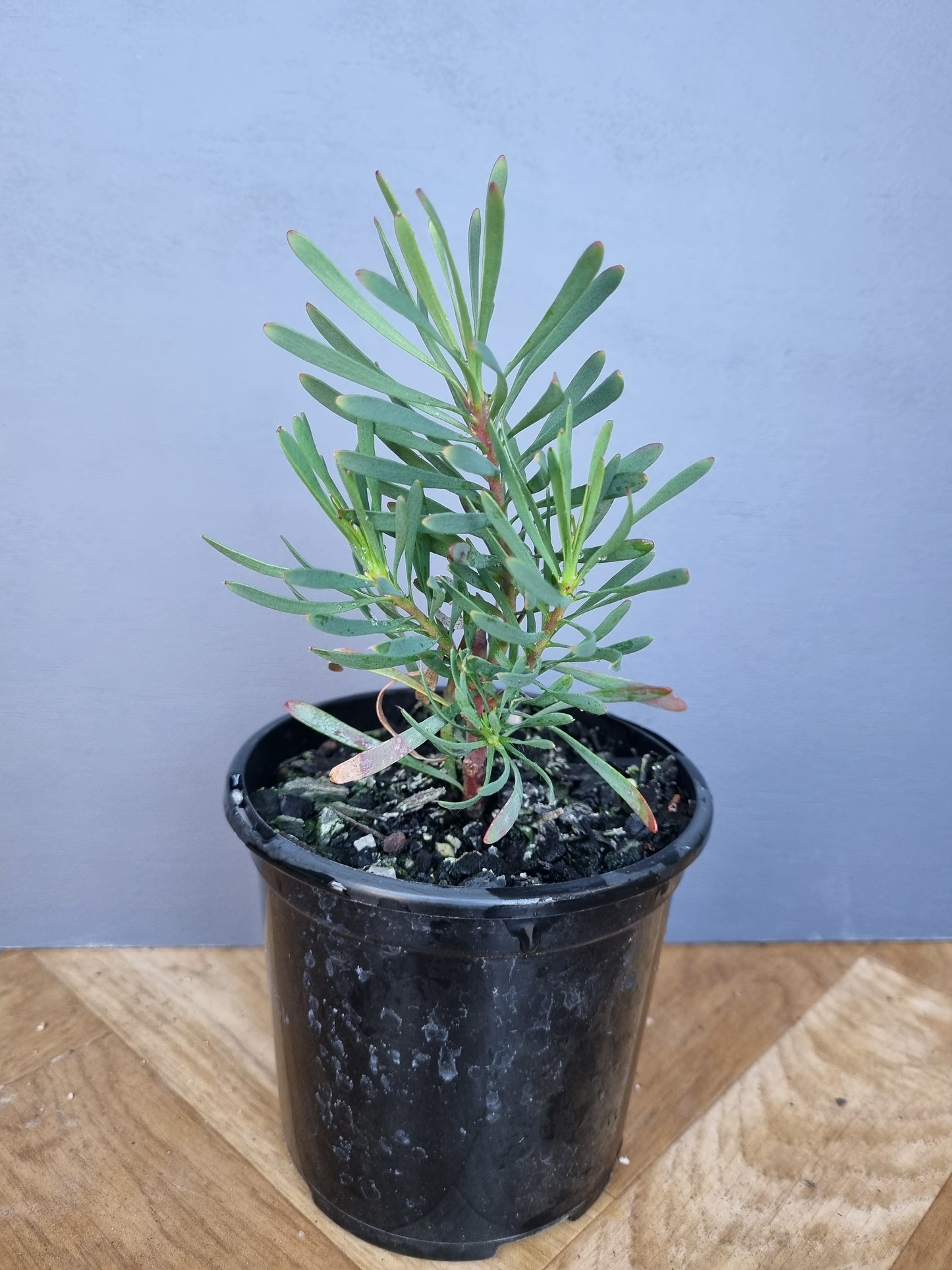 Leucadendron Purple Haze