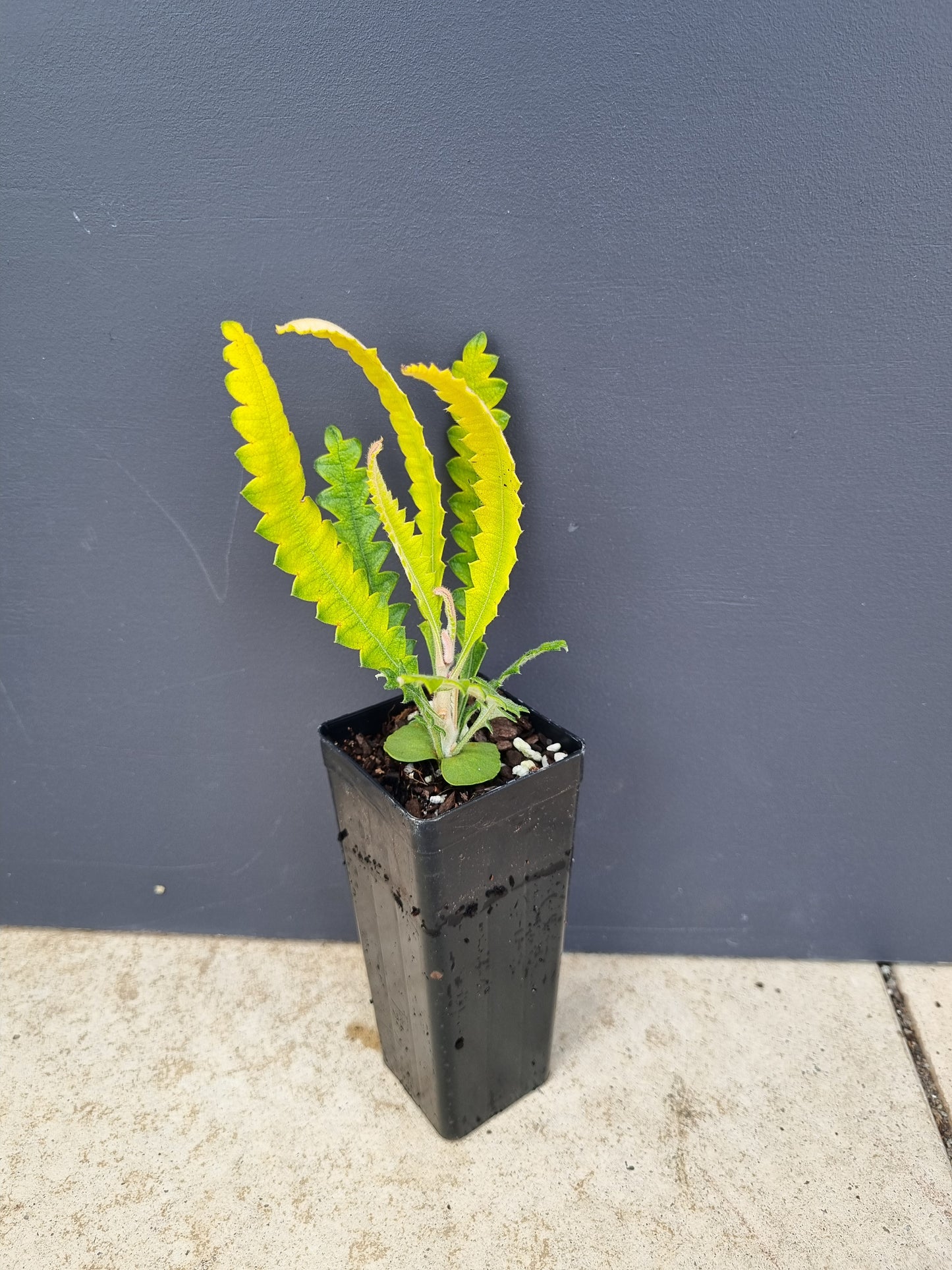 Banksia Dwarf Menziesii 50mm tube