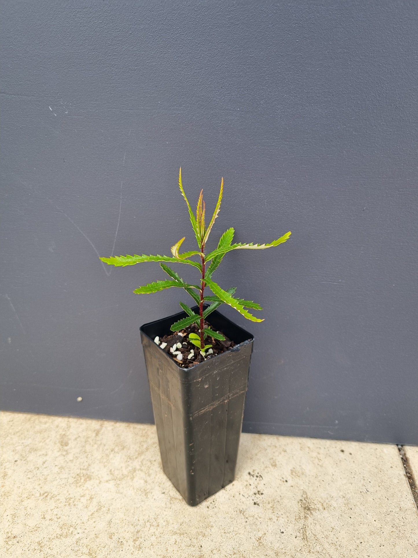 Banksia spinulosa dwarf 50mm tube