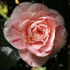 Camellia japonica Strawberry Blonde