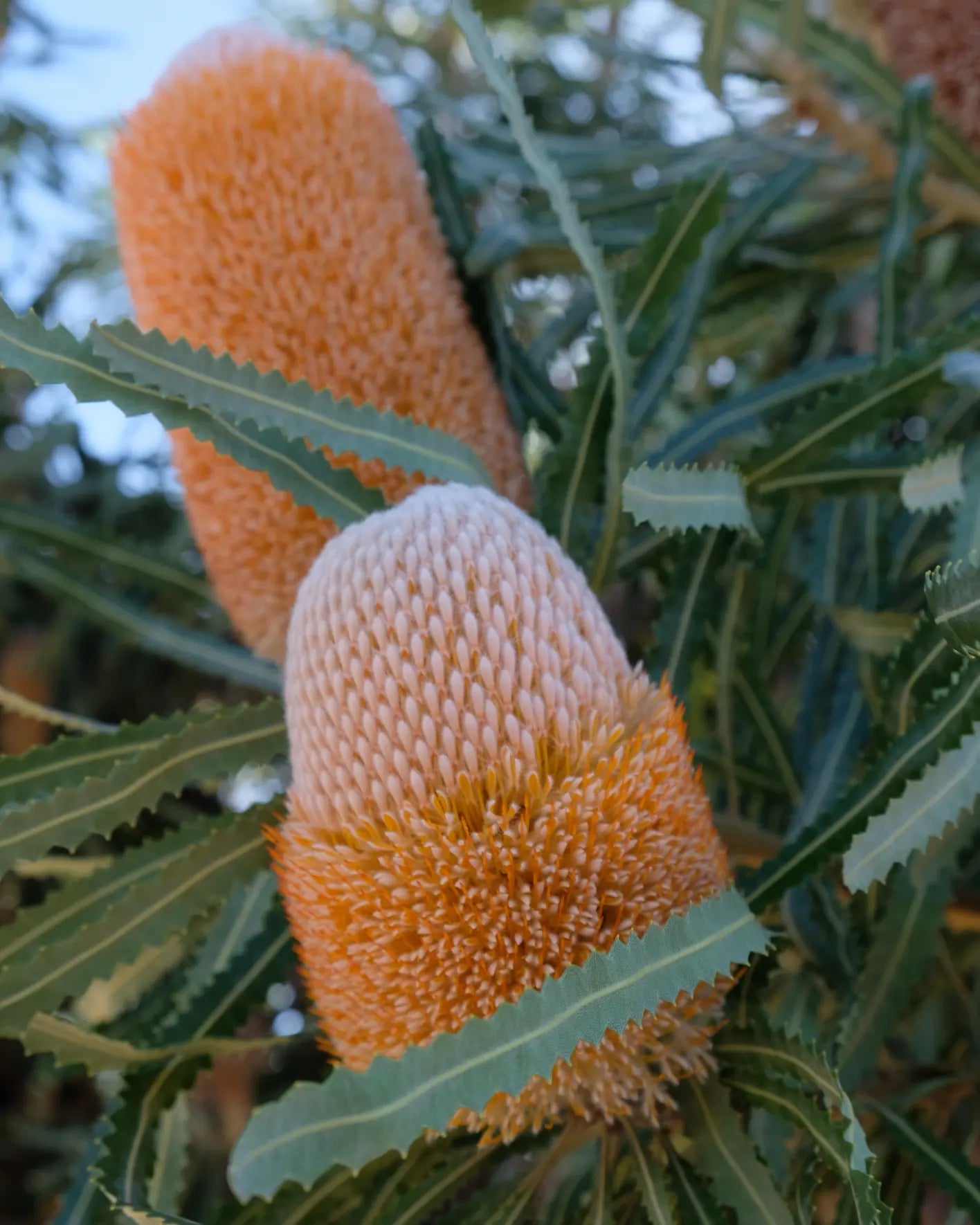 Banksia Prianotes 50mm tube