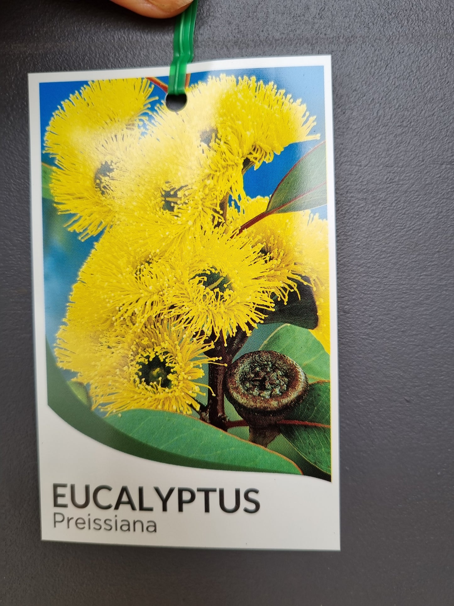 Eucalyptus pressiana