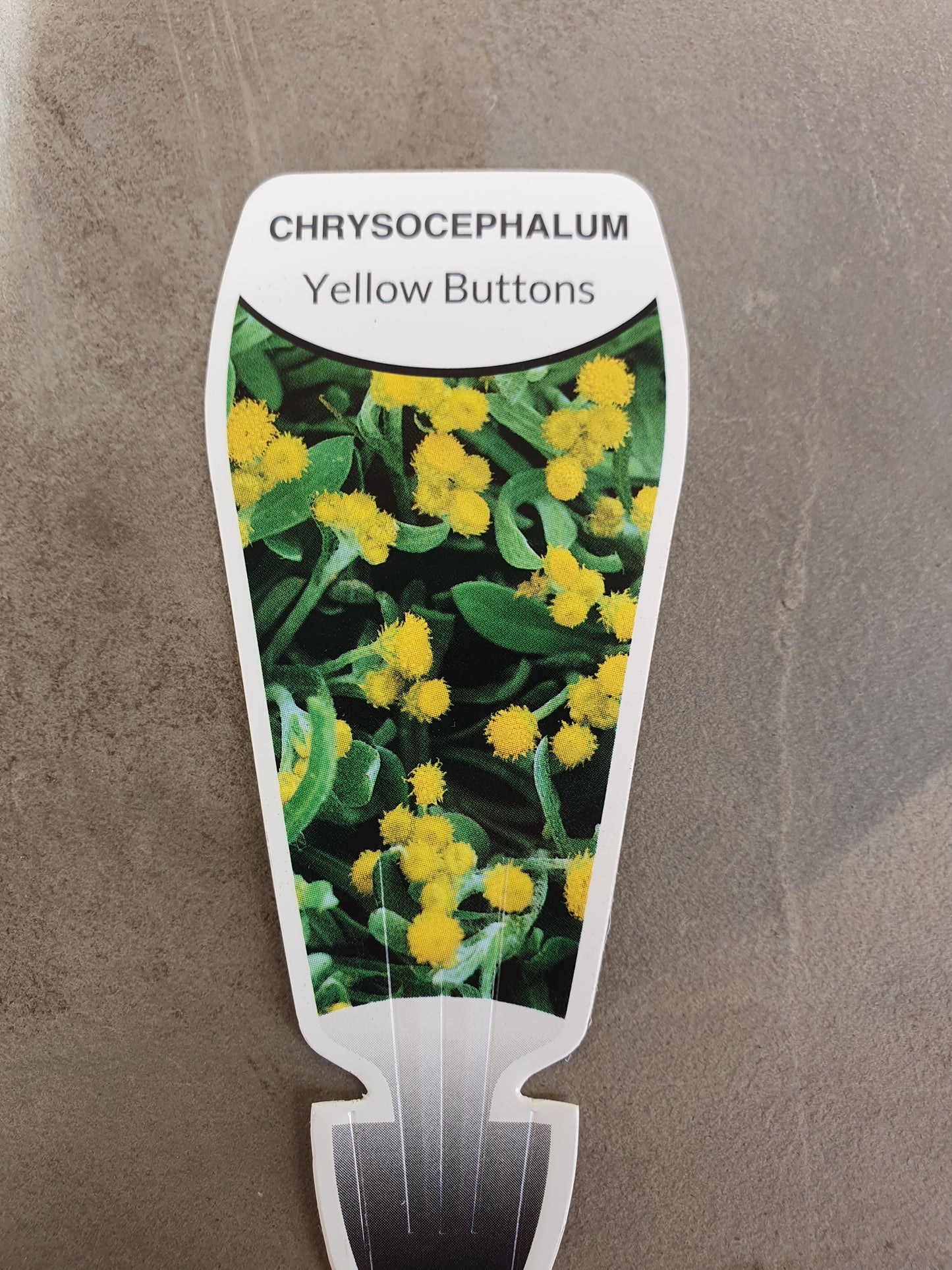 Chrysocephalum apiculatum 100mm