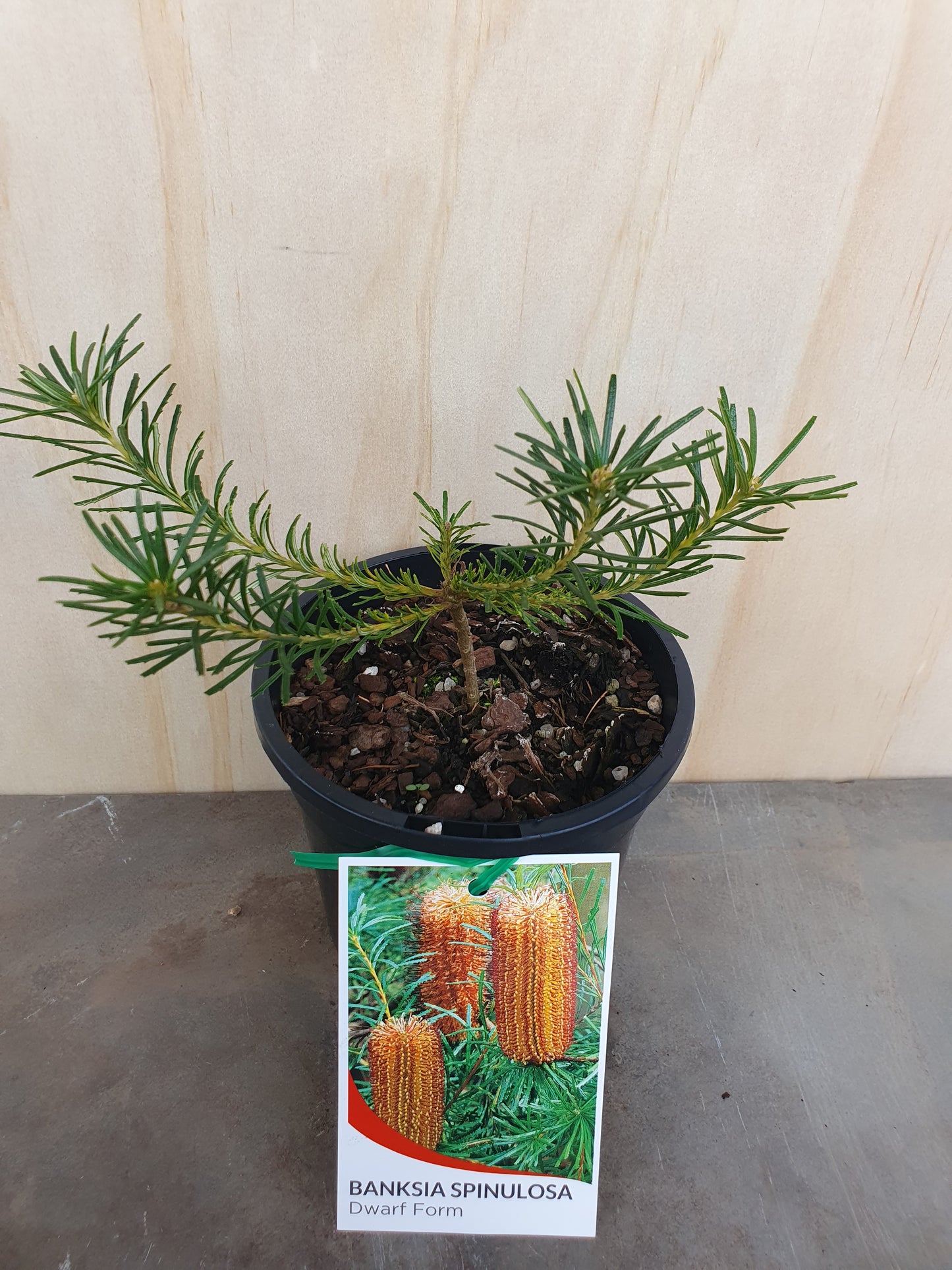 Banksia spinulosa dwarf 125mm