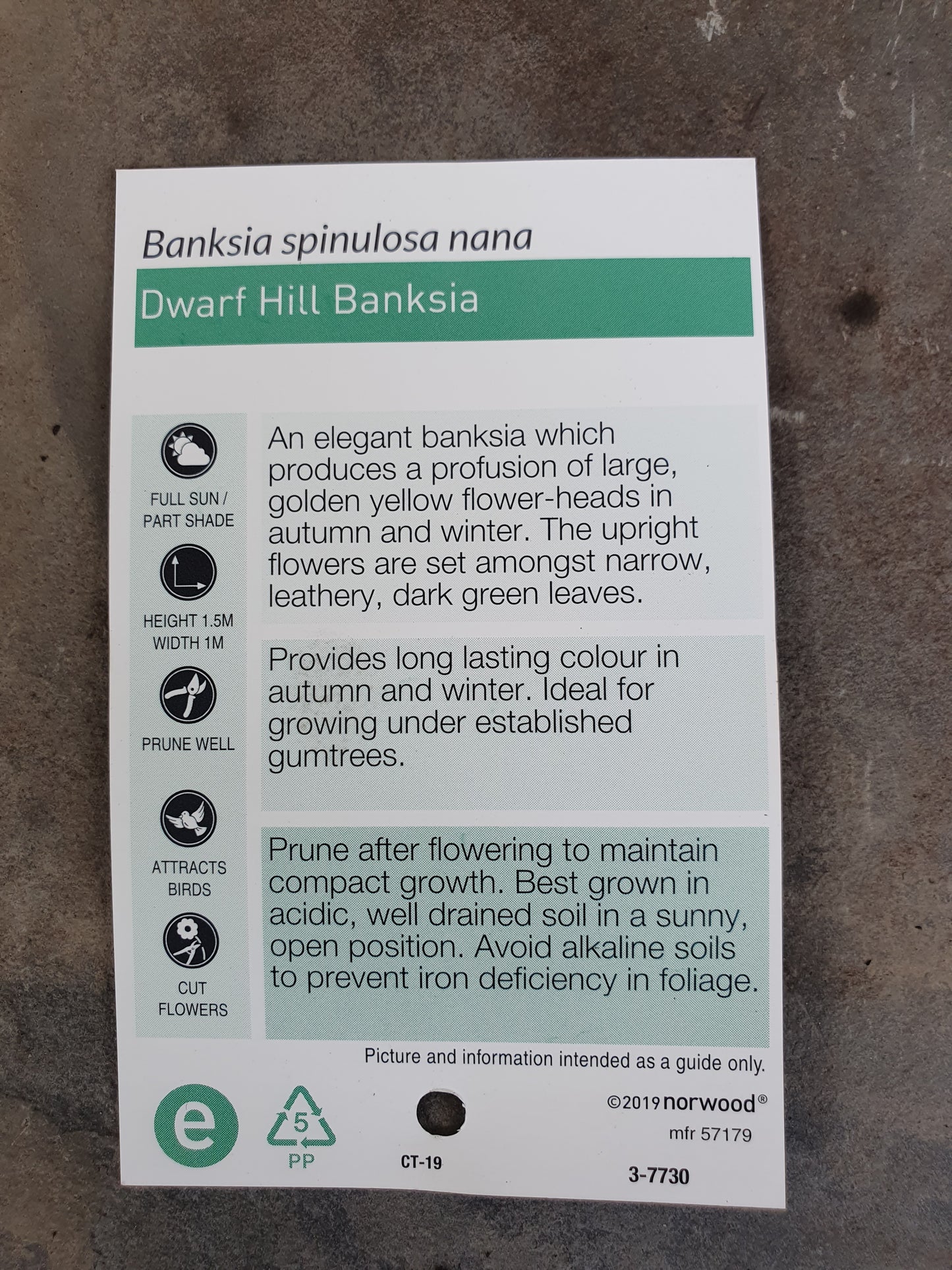 Banksia spinulosa dwarf 125mm
