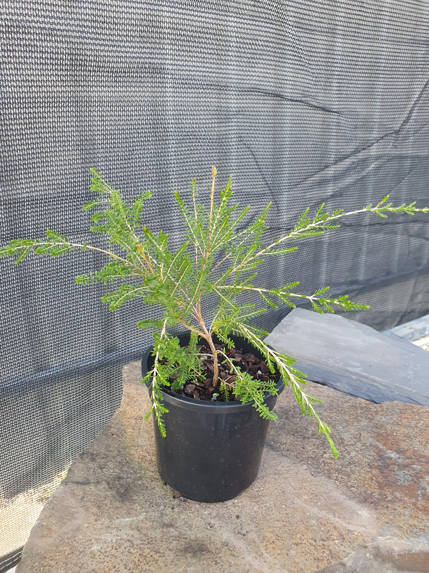 Thryptomene white form 100mm